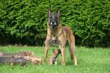 MALINOIS 1077